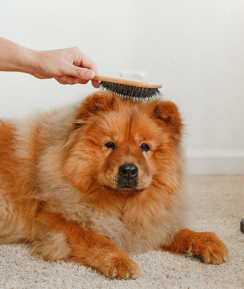 pet-grooming-21